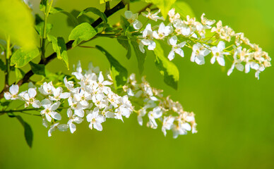 Bird cherry branches in the garden in spring
