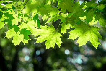 Green nature background with maple leaves
