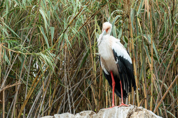Large black and white bird stork long red beak © ANADEL