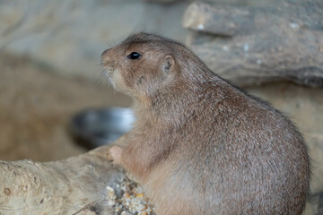 Prairie dog looking from its burrow