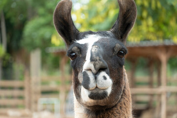 Dumb Animal. Goofy confused looking Llama head popping up