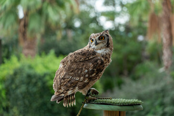 A horned owl in the zoo
