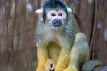 Squirrel monkey (Saimiri Boliviensis)