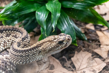 American rattlesnake South American rattlesnake Crotalus durissus unicolor close up. Dangerous poison snake from Aruba island..