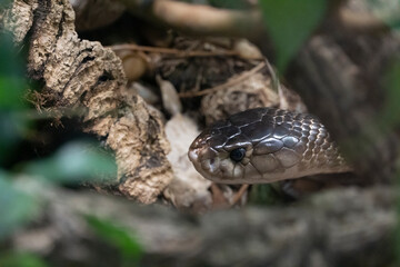 Monocled cobra snake in the jungle