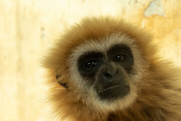 White handed gibbon in zoo park
