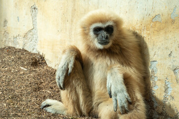 White handed gibbon in zoo park