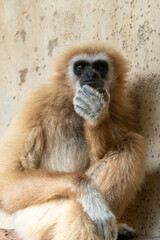 White handed gibbon in zoo park
