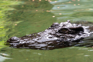 Crocodile in the water face detail
