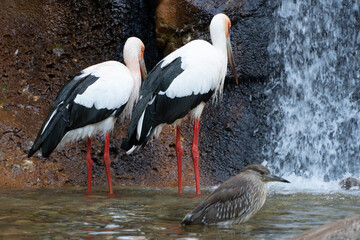 A couple of white storks near the waterfall in zoo