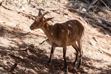 Mountain goat Iberian, Capra pyrenaica, Iberian Ibex, Cazorla natural park Jaen Andalusia  Spain