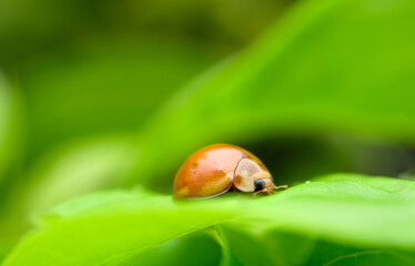 Ladybug (Coelophora inaequalis)