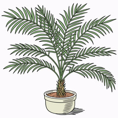 Palm tree plant in pot vector illustration