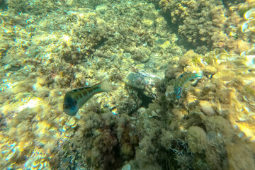 Underwater snorkeling in Cabo de Palos Cartagena Murcia Spain Thalassoma pavos fishes