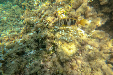 Underwater snorkeling in Cabo de Palos Cartagena Murcia Spain Serranus scriba fish