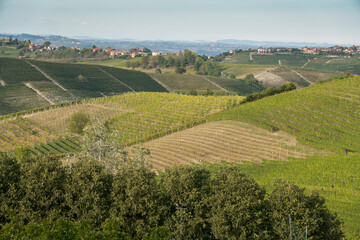 Barolo is a comune (municipality) in the Province of Cuneo in the Italian region Piedmont,  landscape with the vineyards in autumn.