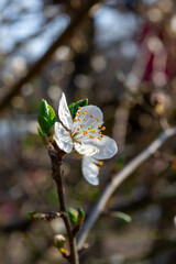 Macro shot of blossoming cherry flowers on a tree branch