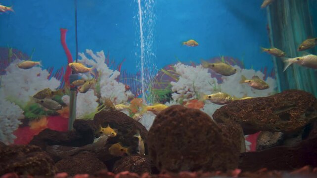 Rosy Barb (Pethia conchonius) in Aquaworld Aquarium, Dehradun Zoo