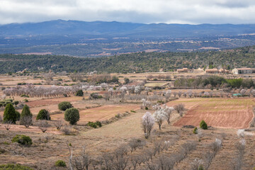 Obraz premium Almond trees with white beautiful flowers, rural landscape in winter Teruel Aragon Spain Valbona village in winter