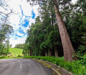 Cedar forest in Faial island Azores archipelago Portugal view from the road