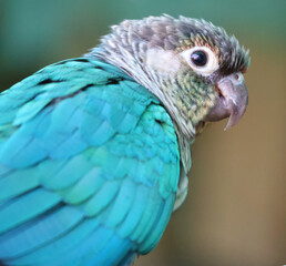 Obraz premium Closeup eyeshot of a beautiful parrot with blue plumage looking at the camera.Bird potrait photography of a colorful parrot kept in an aviary at Bangalore,India.Parrot wildlife found in India.