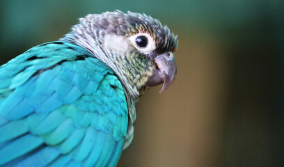 Close-up portrait of a tropical blue parrot with vivid plumage, staring at the camera. Exotic bird photography for wildlife and nature stock images. Colorful avian species in an aviary, Bangalore, Ind