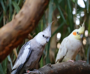 Cute and funny cockatiel sitting comfortably in a tree and viewing the camera.Nymphicus hollandicus known as weero or weiro is a cute indoor pet bird with beautiul rose cheeks.Two types of cockateils.