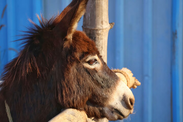 Donkey is the symbol of democratic party in the USA.Domestic donkey in a cage with sunlight falling on it with blue background.Young and healthy donkey in a captive environment.
