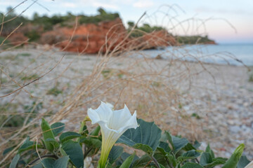 Coast in La Ampolla de mar in Tarragona province Catalonia Spain Ipomoea imperati  flower