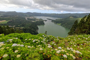 Landscape in Sao Miguel island hydrangeas in Sete Cidades lake Azores archipelago Portugal