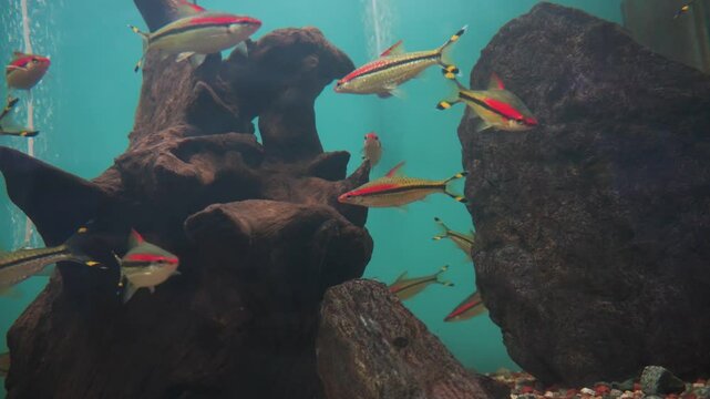 Denison Barbs (Sahyadria denisonii) in Aquaworld Aquarium, Dehradun Zoo