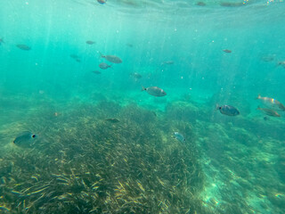 Raco del Conill beach in Villajoyosa Alicante Spain underwater with oblada melanura  fishes