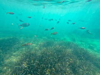 Raco del Conill beach in Villajoyosa Alicante Spain underwater with oblada melanura  fishes