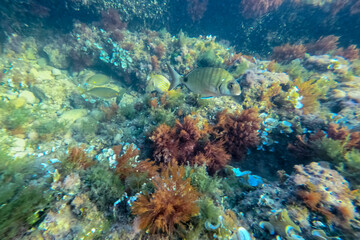Underwater Mediterranean sea