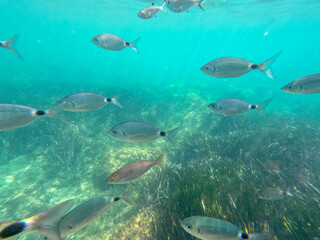Raco del Conill beach in Villajoyosa Alicante Spain underwater with oblada melanura  fishes