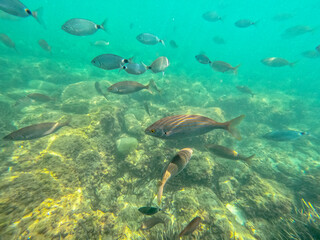 Raco del Conill beach in Villajoyosa Alicante Spain underwater with oblada melanura  fishes