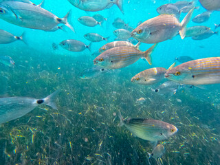 Fototapeta premium Raco del Conill beach in Villajoyosa Alicante Spain underwater with oblada melanura fishes