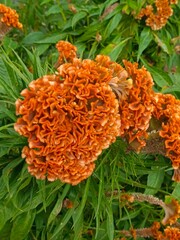 Celosia Celway Terracotta flowers blooming in a vibrant garden