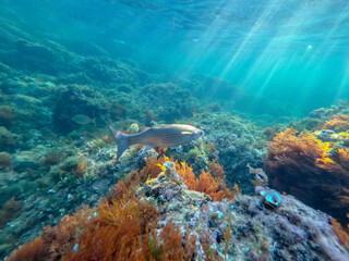 Underwater Mediterranean sea in Les Rotes beach marine reserve Denia Alicante Spain