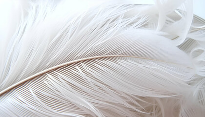 delicate white feather close-up showcasing intricate details and soft texture against a light background