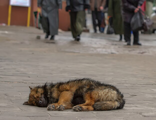 Stray dog resting on a city sidewalk while people walk by in the background