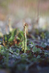 Botrychium lunaria, commonly known as moonwort or common moonwort, wild plant from Finland