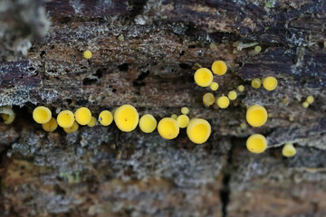 Ditiola radicata, a jelly fungus from Finland, no common English name