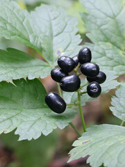 Deadly poisonous berries of Baneberry, Actaea spicata, also known as Bugbane, Herb christopher or Toadroot, wild plant from Finland