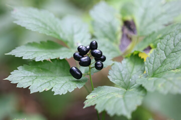 Deadly poisonous berries of Baneberry, Actaea spicata, also known as Bugbane, Herb christopher or Toadroot, wild plant from Finland