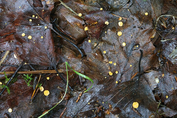 Hymenoscyphus epiphyllus, yellow cup fungus growing on fallen leaves, no common English name