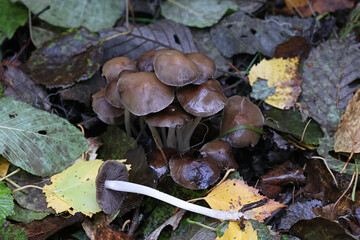 Psathyrella multipedata, also called Britzelmayria multipedata, commonly known as Clustered Brittlestem, mushroom from Finland