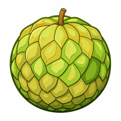 bulging breadfruit sphere  isolated on white