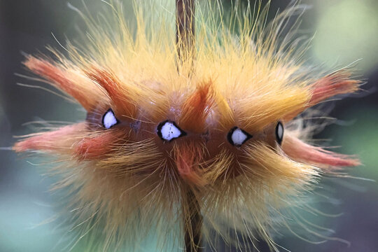 Caterpillar of Sycamore moth, Acronicta aceris