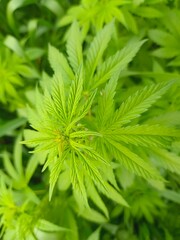 close up of green cannabis leaf